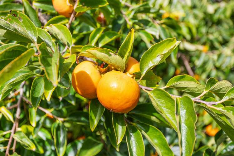 1102 Peak Road Waikoukou Valley_6