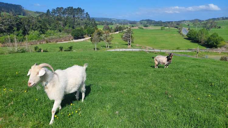 3308 State Highway 1 Hukerenui_13
