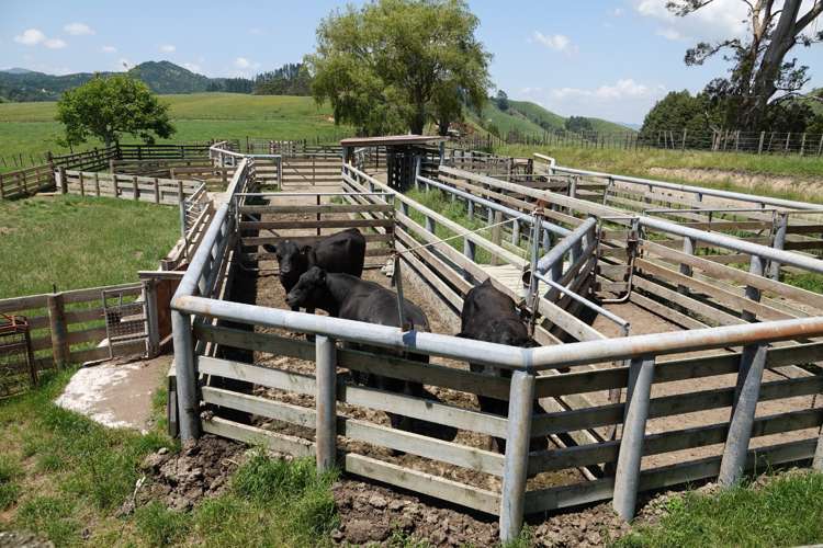 179 and 216 Rankin Road Waiotahe_9