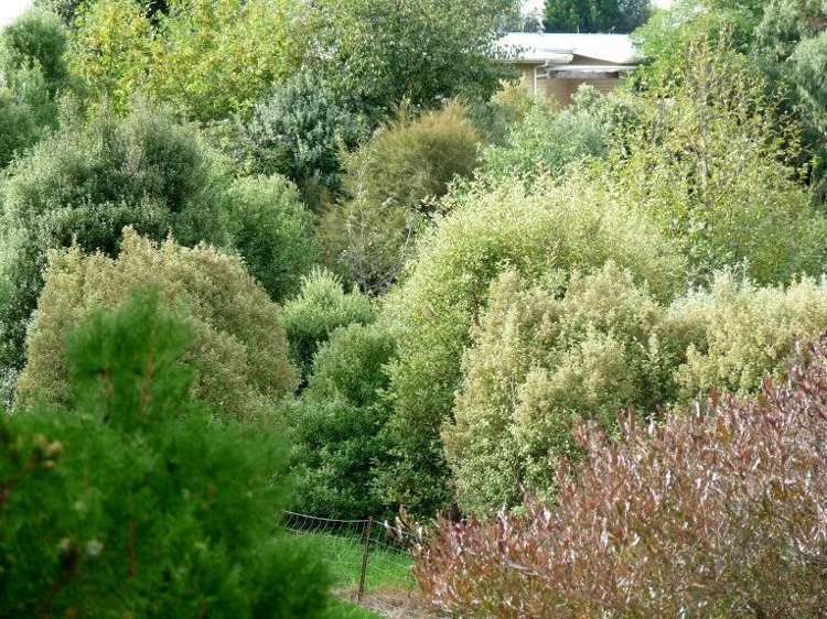 46a Peka Peka Road Peka Peka_16