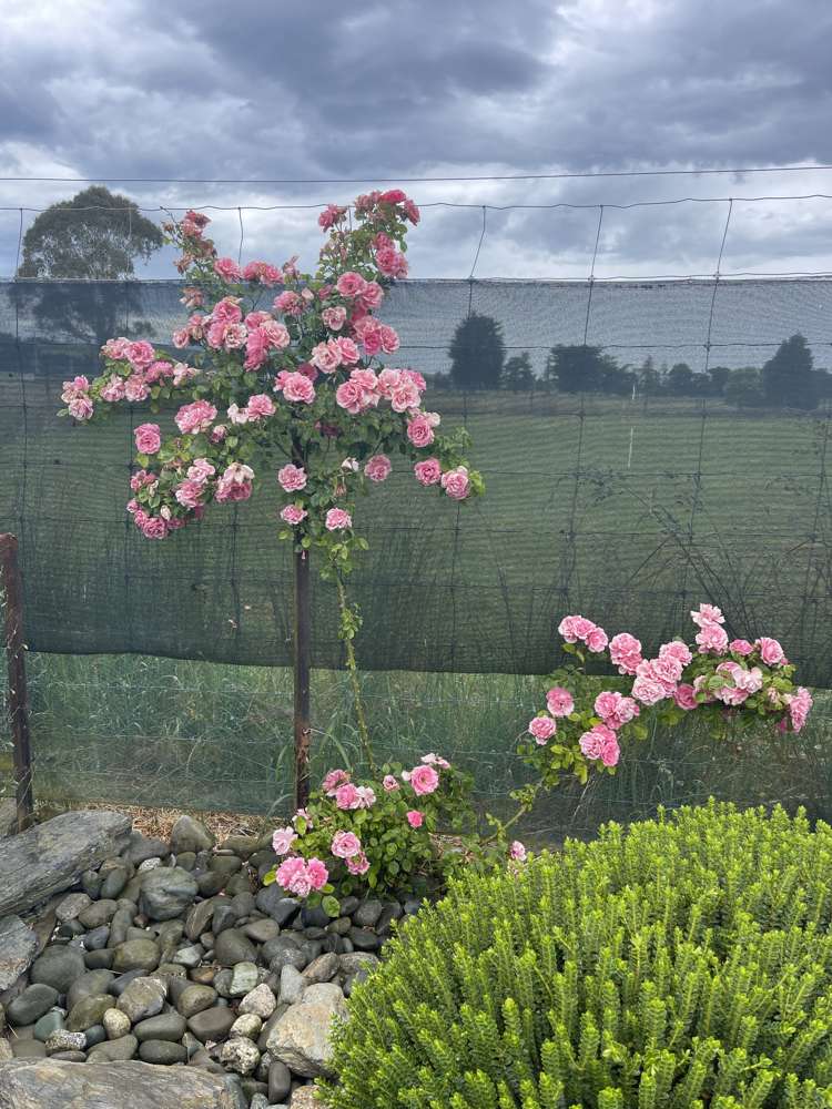 5 Lanark Street Lumsden_8