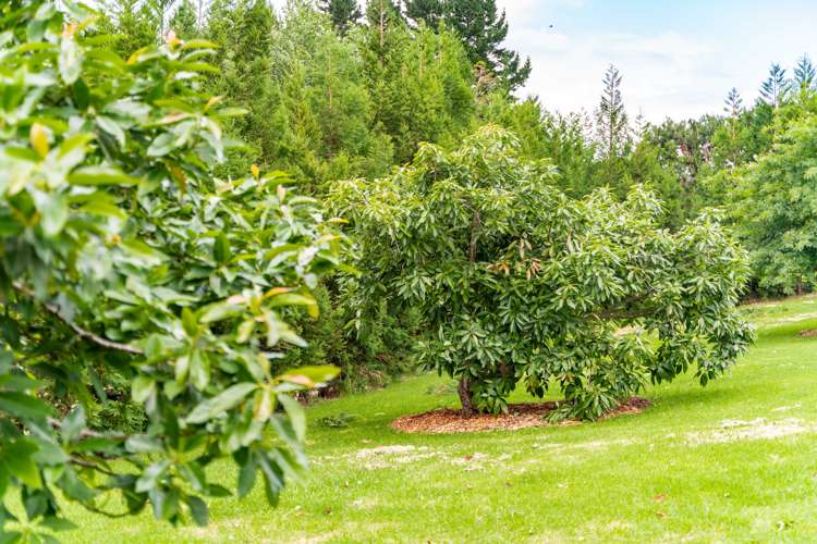 381 Tara Road Mangawhai_17