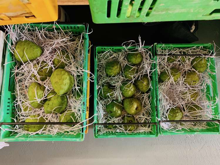 142 Takahe Road Titirangi_19