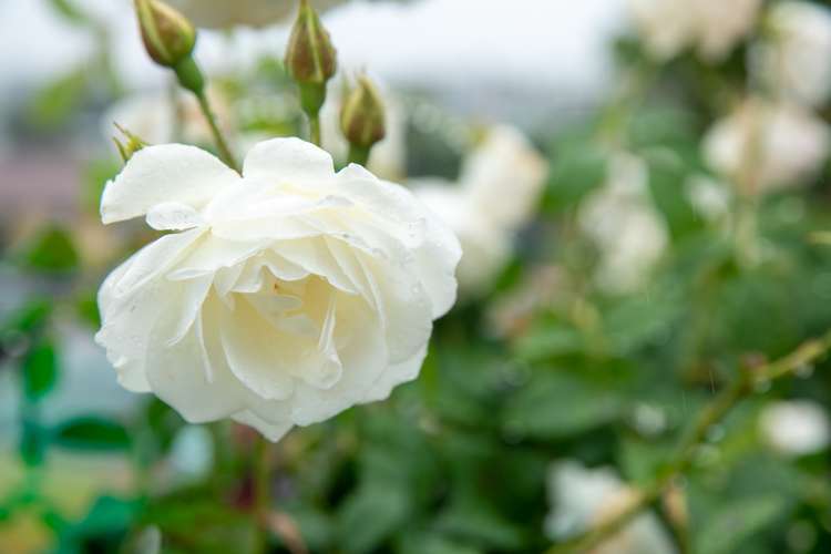 12 Emmett Street Newtown_6