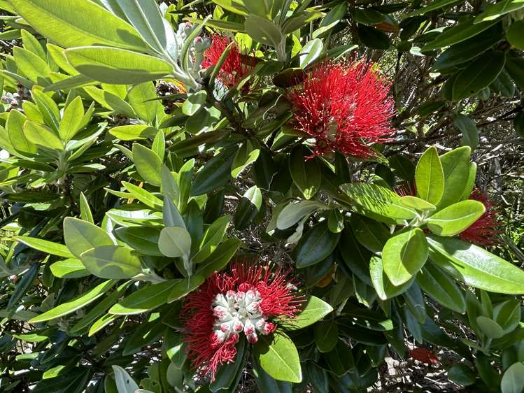 56 Totara Avenue Collingwood_6