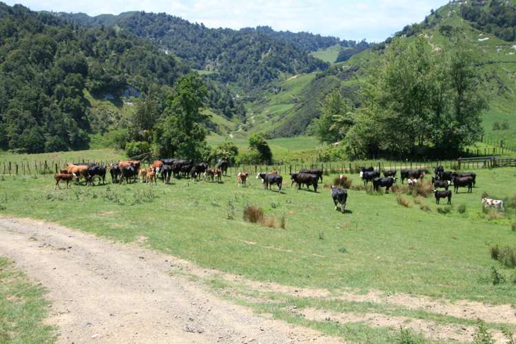 1099 Mataro Road Urenui_10