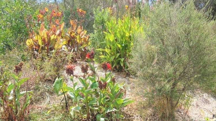 92 Atkin Road Mangawhai_4