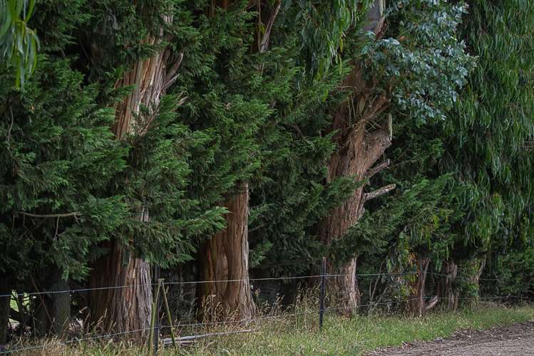 217 Benhar Road Balclutha_24