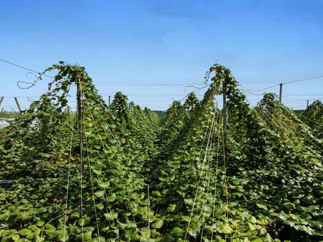 278 Paroa Road Whakatane Surrounds_3