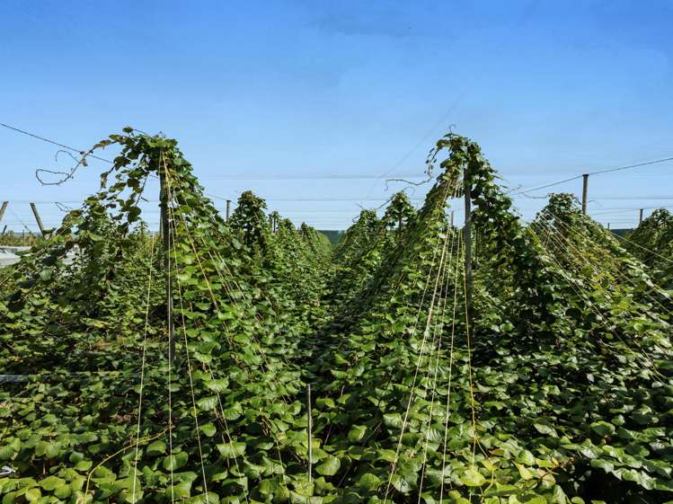 278 Paroa Road Whakatane Surrounds_3