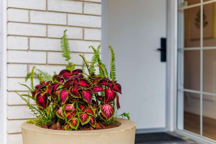 2/16 Jutland Road Takapuna_9