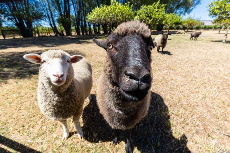 18 Saint Leonards Road Springlands_38