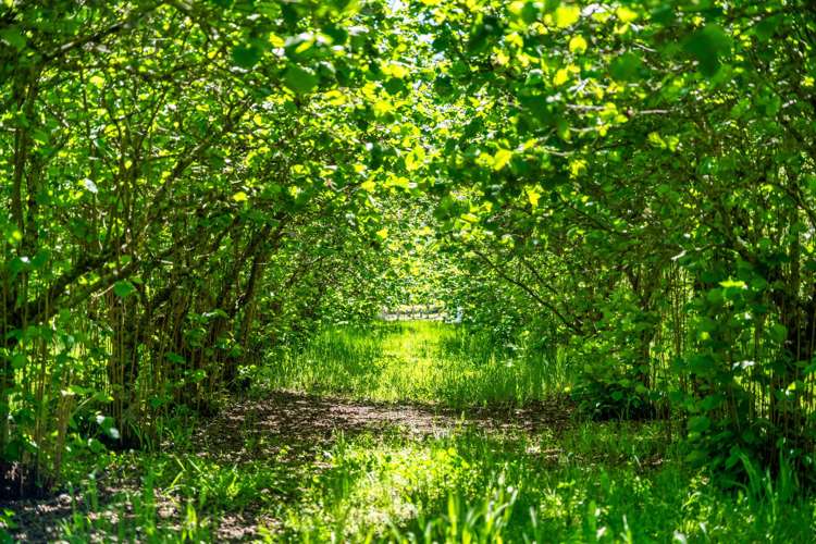 191 Tyntesfield Road Waihopai Valley_30