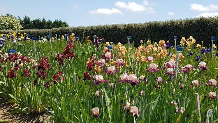 120 Walford Road Aongatete_8