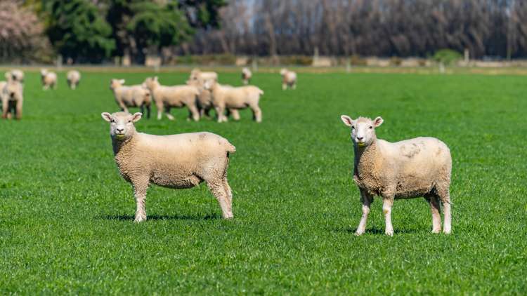 Selwyn Lake Road Leeston_7