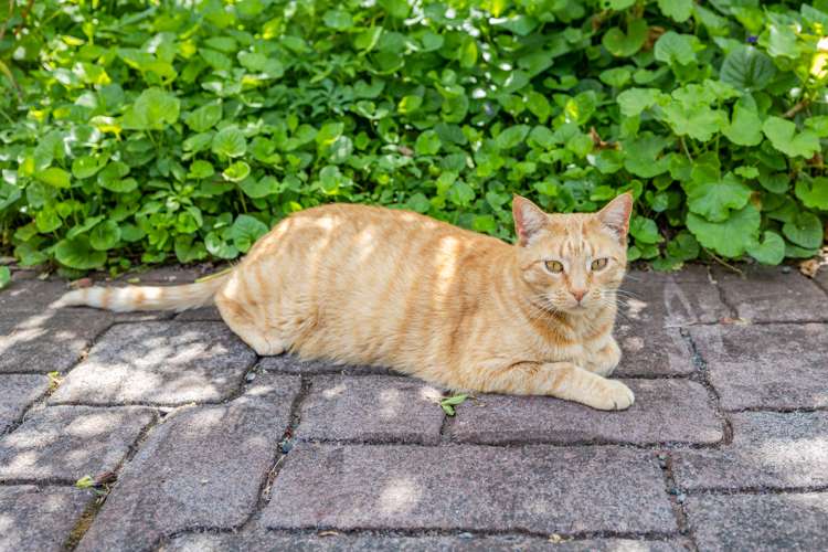 105 Kapiro Road Kerikeri_24