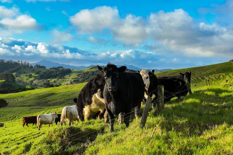 85 Lusk Road Ruawai_16