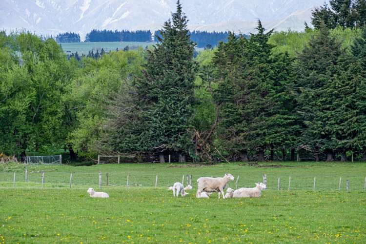 Boyds Road Mount Somers_7