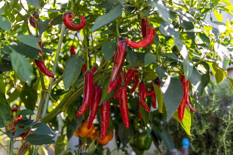 174 Doncaster Drive Papamoa_18