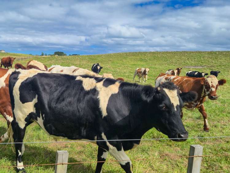 455 Mt Wesley Coast Road Dargaville_19