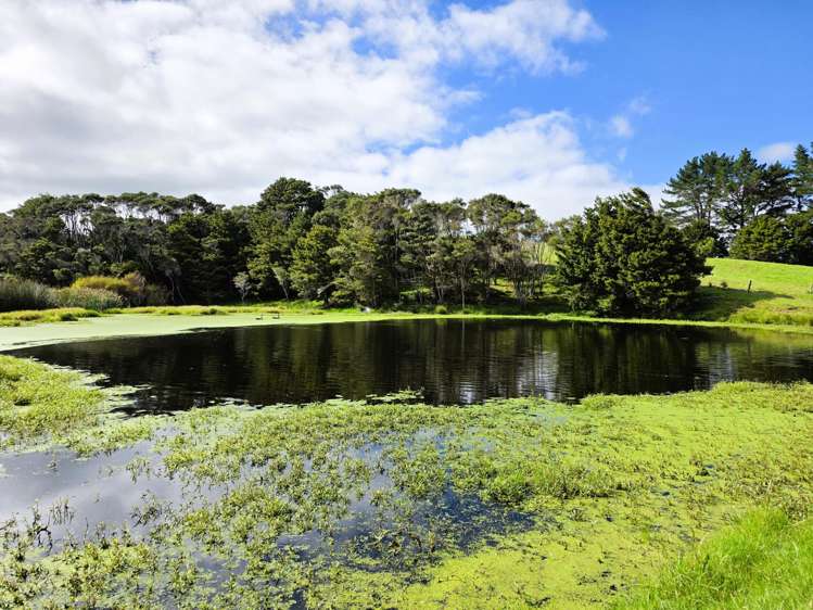 6320 State Highway 12 Dargaville_6