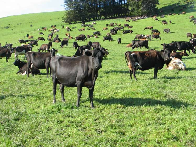 1402 Limehills Browns Road Winton Surrounds_17