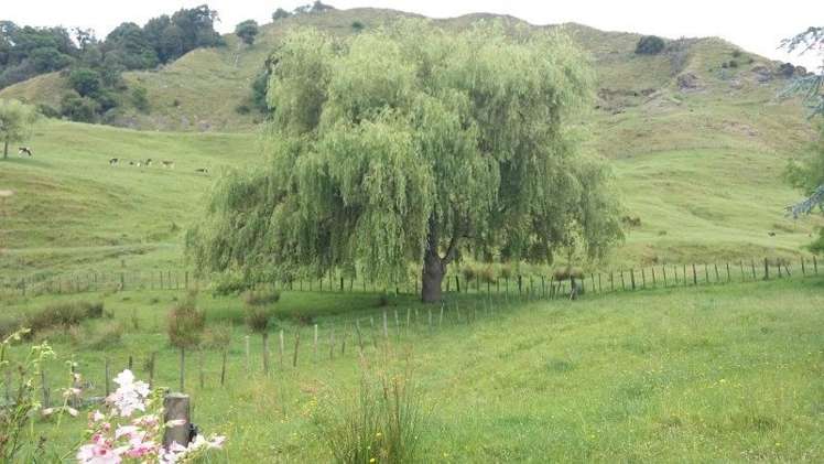 15 Earl Street Te Kuiti_30