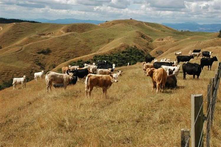 Waiti Road Tahuna_28