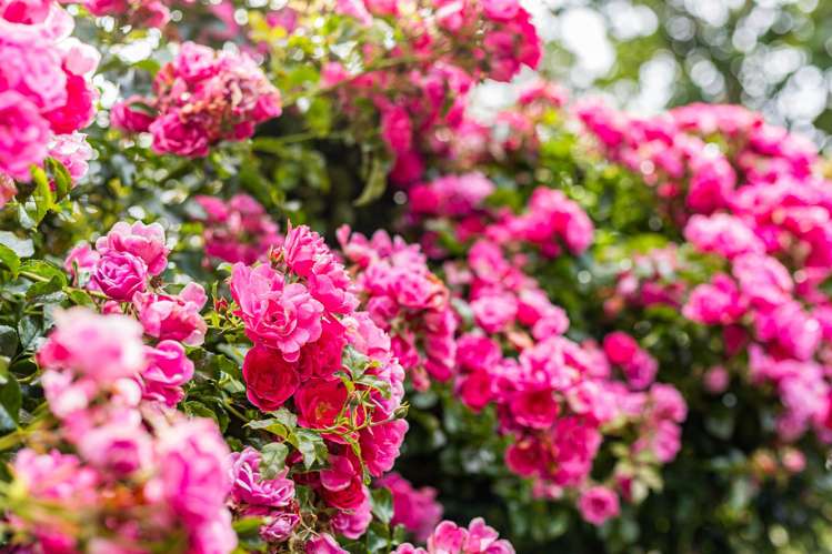 4/14 Rosehaugh Avenue Karori_15