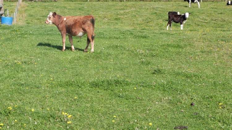 66 Wilcox Road Seaward Bush_10