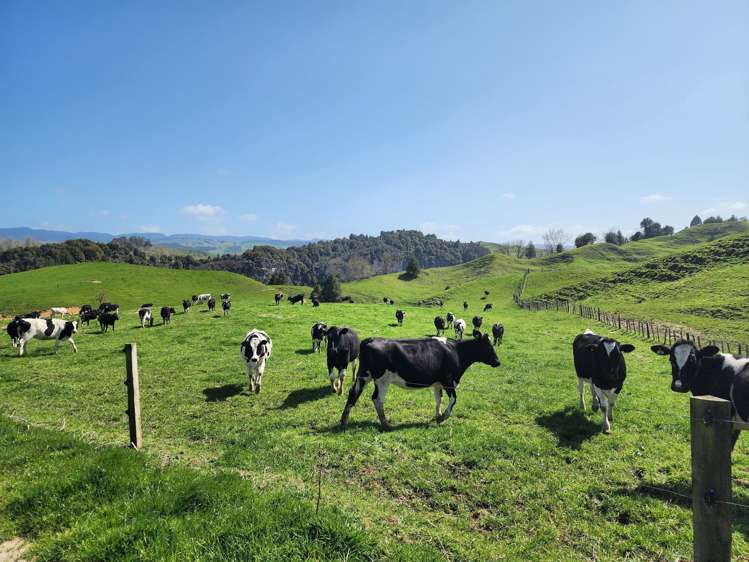 953 State Highway 3 Piopio_12