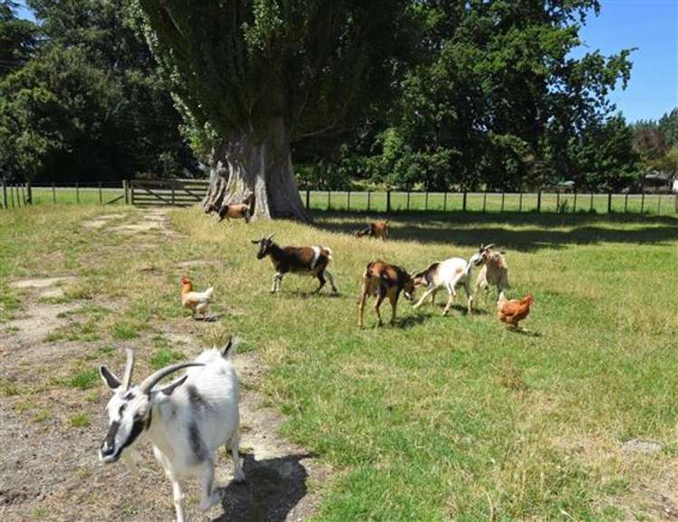 42 Millard Avenue Masterton_19