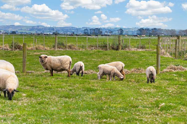 3774 State Highway 12 Ruawai_28