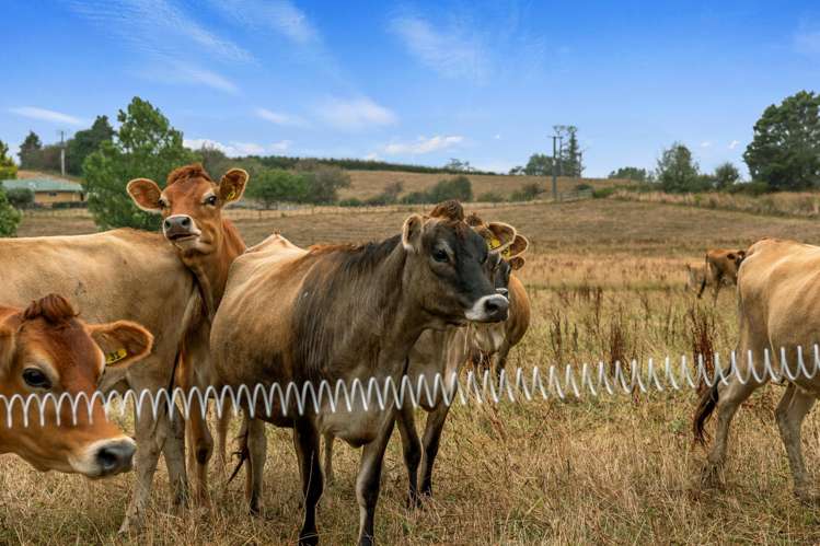 56 Onion Road Te Kowhai_7