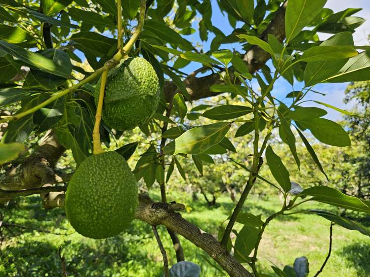 134a Athenree Road Athenree_14