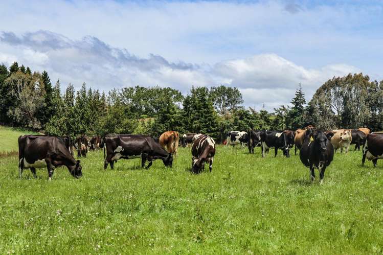 307 Okapua Road Chatton North_15