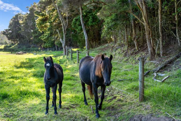 303 Ody Road Whangarei Heads_33