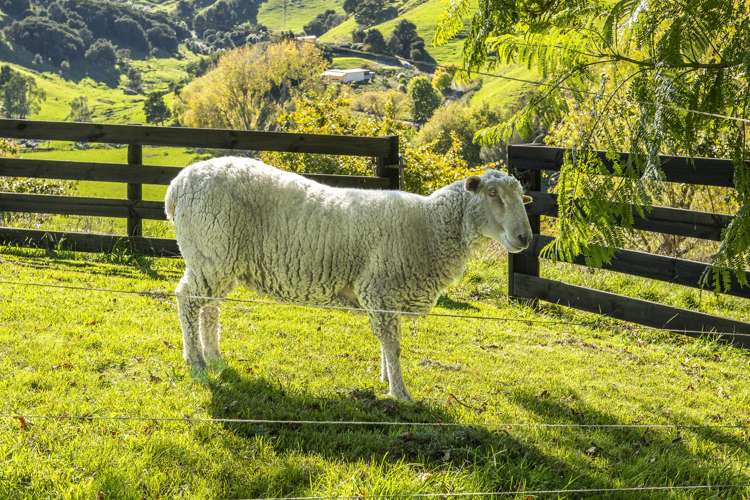 863 Puketitiri Road Puketapu_18