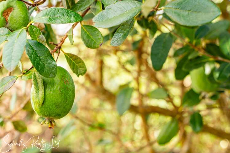 1056 State Highway 12 Maungaturoto_6