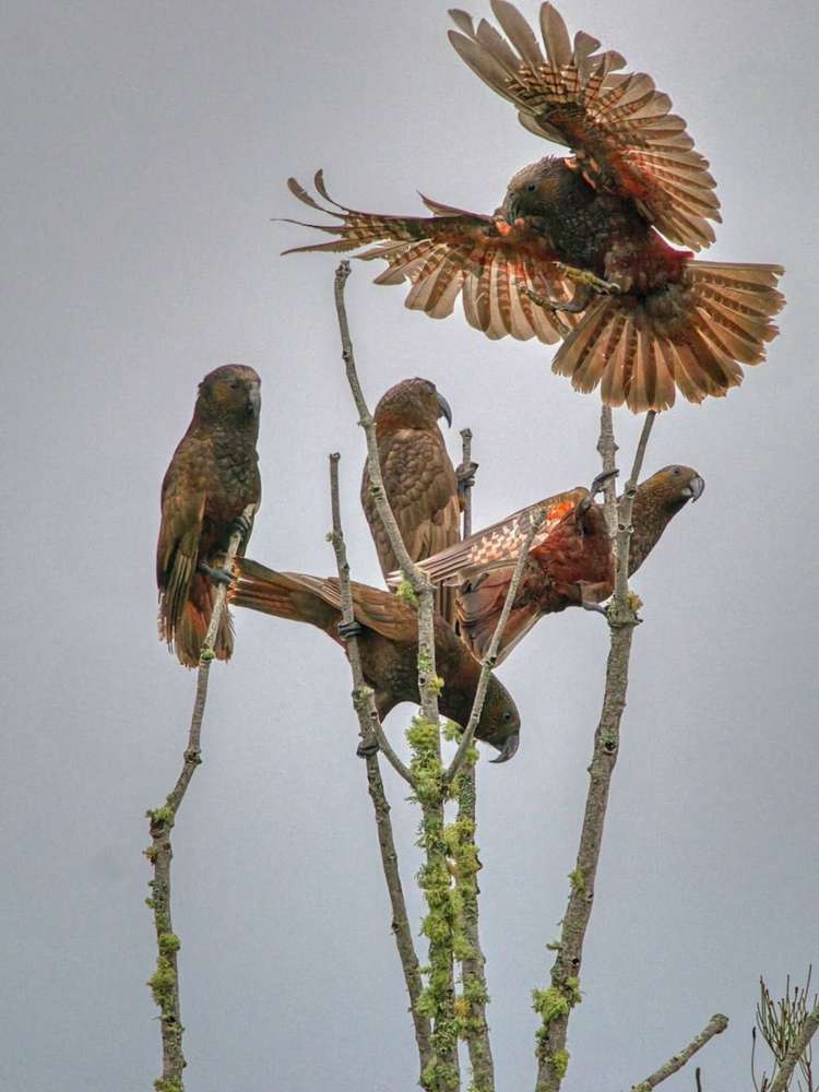 42 Melville Drive Whakatane_14