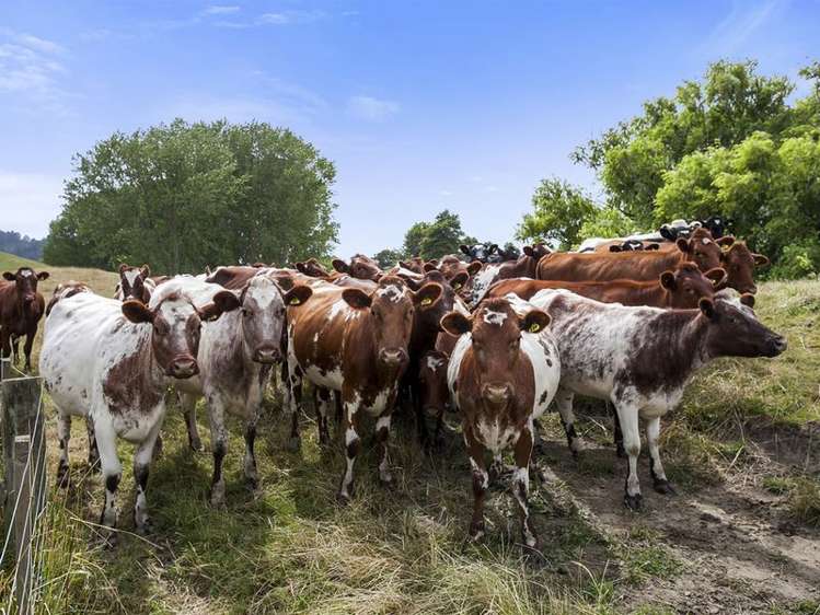 178 Beer Road Tauwhare_17