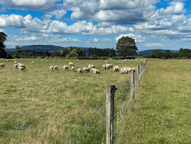 1177 Limehills Browns Road Winton Surrounds_8