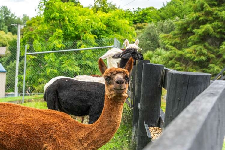 253 Whitford Road Whitford_43