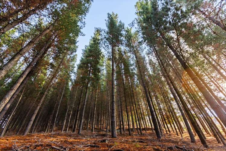 Lot 1 & 5 Ripponvale Road Cromwell_18