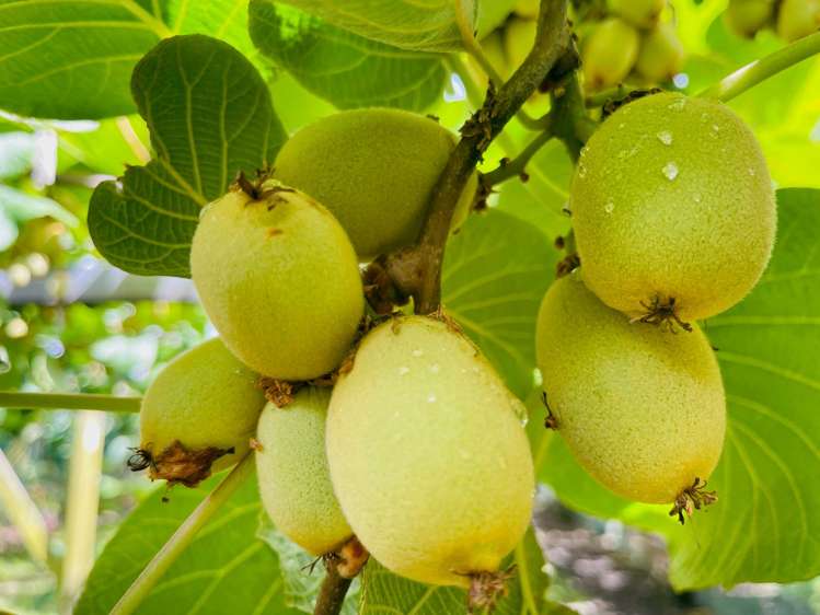 23 Wilson Road North Paengaroa_1