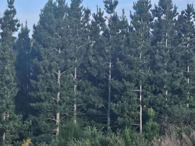 The Dasher Road Maraeweka_1