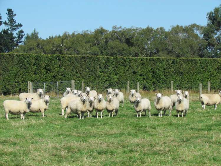 9a Racecourse Road Winton_2