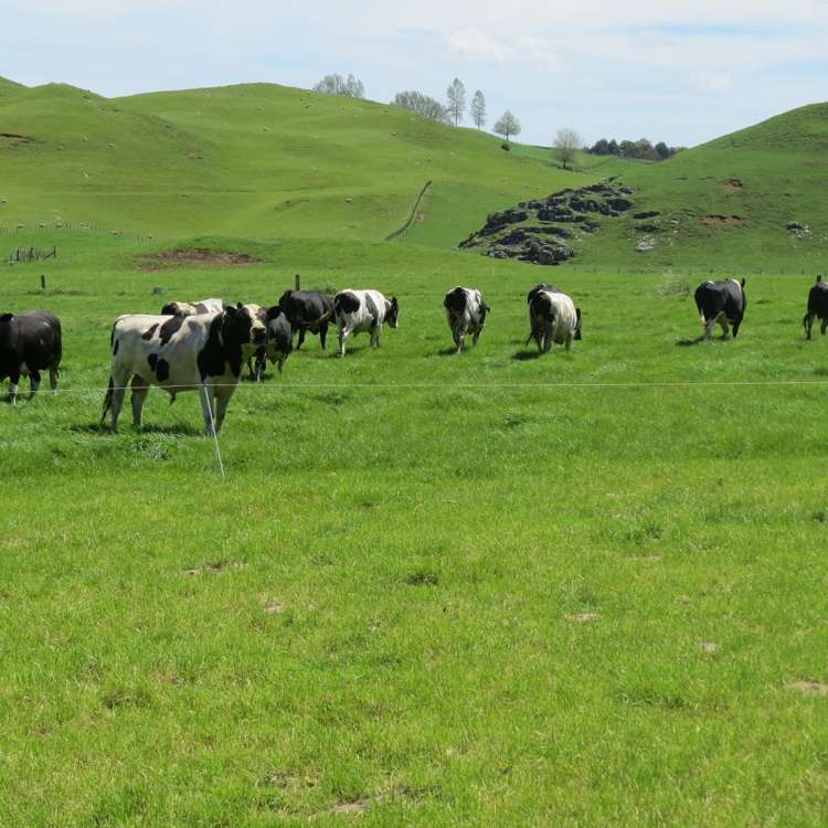 Kahuwera Road Piopio_16