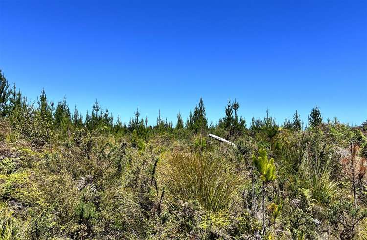 Keogans Road Arahura Valley_12