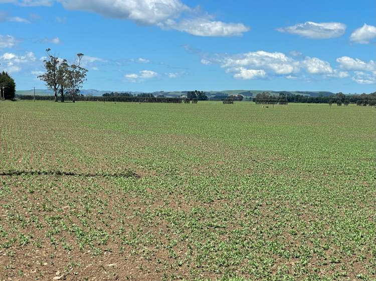 State Highway 50 Ongaonga_6